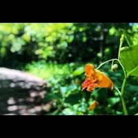 arancia fiori natura foto