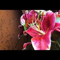 fiore di giglio rosa foto