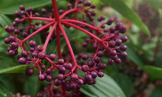 sambucus spp. Florida sambuco è un' alto arbusto trovato nel umido e bagnato Aperto spazi foto