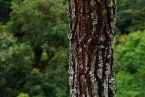 abete pelle. senza soluzione di continuità piastrellabile struttura con foresta sfondo foto