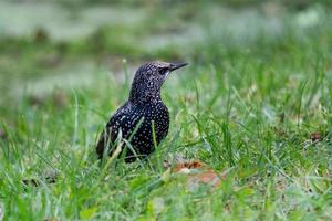 un' storno nel il erba, sturnus volgare foto