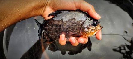 ikan bawal. uomo Tenere parastromateus Niger quale ha appena stato prese a partire dal il pesce stagno, pronto per essere commercializzato. foto