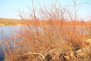 autunno lago con asciutto canne foto