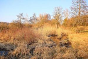 autunno lago con asciutto canne foto