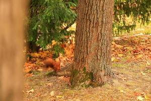 ritratto di eurasiatico rosso scoiattolo arrampicata su albero e mangiare ghianda foto