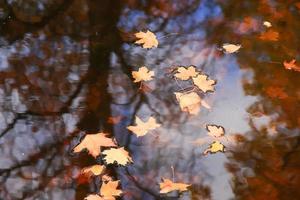 autunno giallo acero le foglie al di sopra di blu acqua con riflessione di alberi nel esso foto