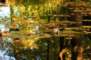 pittoresco le foglie di acqua gigli e colorato acero le foglie su acqua nel stagno, autunno stagione, autunno sfondo foto