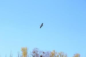 grigio airone uccello ardea cinerea volante vicino Danubio fiume foto