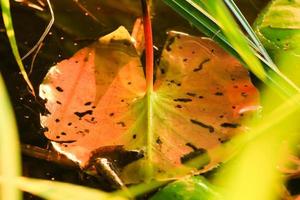 rosso foglia galleggiante su acqua vicino il fiume ruscello foto