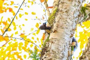 ritratto di eurasiatico rosso scoiattolo arrampicata su albero su un autunno giorno foto