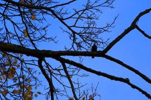 silhouete di un' uccello seduta su un' albero ramo a tramonto foto