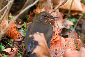 un' femmina merlo turdus merula guardare per cibo su il terra foto