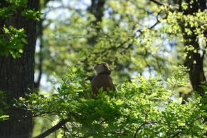 un' madre scimmia è alimentazione sua cuccioli nel il mezzo di il foresta. bambino scimmia è lattante latte a partire dal suo mothe foto