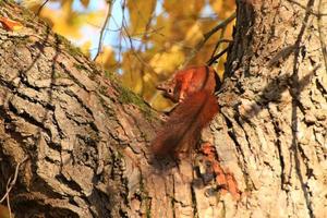 ritratto di eurasiatico rosso scoiattolo arrampicata su albero nel il parco foto