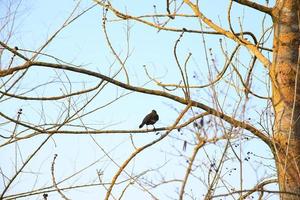 un' Comune merlo turdus merula seduta su un' albero ramo foto