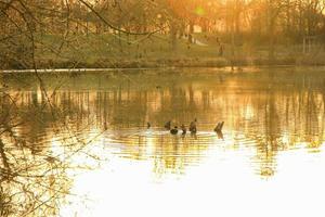 contro il leggero tiro di un' folaga su il lago a tramonto foto