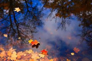 autunno giallo acero le foglie al di sopra di blu acqua con riflessione di alberi nel esso foto