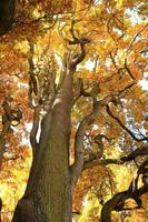 vecchio quercia albero rami nel autunno stagione nel il parco foto