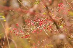 rosso e arancia frutti di bosco su un' albero nel inverno foto