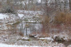 bianca neve su un' spoglio albero rami su un' gelido inverno giorno vicino il lago foto