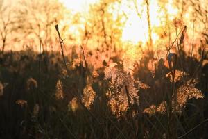 autunno d'oro canna erba silhouette contro il sole foto