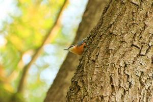 europeo pettirosso erithacus rubecula seduta su un' albero ramo foto