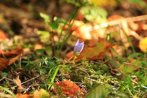 croco fiore nel il parco nel autunno stagione foto