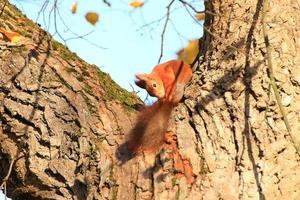 ritratto di eurasiatico rosso scoiattolo arrampicata su albero nel il parco foto