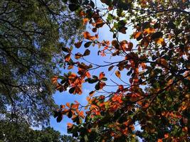 astratto autunno sfondo paesaggio. verde giallo colore albero, fogliame nel autunno foresta. natura bellezza scena ottobre stagione. soleggiato giorno calma. foto