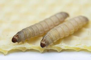 il maggiore cera falena galleria mellonella foto