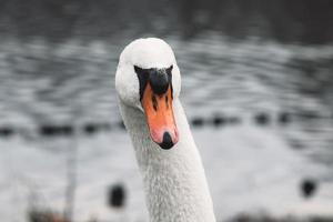 avvicinamento ritratto di un' bellissimo muto cigno nuoto nel il fiume foto