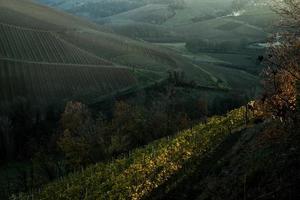 paesaggi di il piemontese langhe il vigneti il vivido colori di autunno vicino alba foto