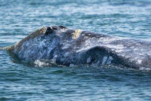 grigio balena mentre Hopping spionaggio al di fuori il mare foto