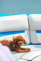 ritratto di un' giocattolo barboncino cucciolo su un' andare in barca barca foto