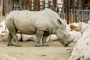 bianca rinoceronte nel il zoo foto
