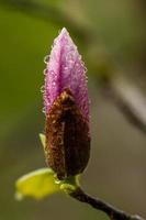 macro fioritura magnolia su un' ramo foto