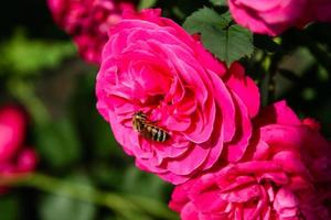 fioritura estate rosa nel germoglio foto