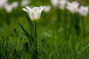 fioritura con colorato tulipani foto