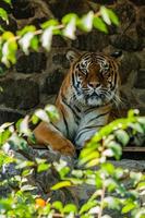 tigre riposo nel il ombra vicino su foto