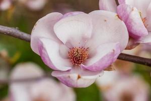 macro fioritura magnolia su un' avvicinamento ramo foto