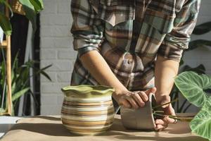 trapianto un' casa pianta filodendro verrucoso in un' nuovo più grande pentola nel casa interno. cura per un' in vaso pianta, mani avvicinamento foto