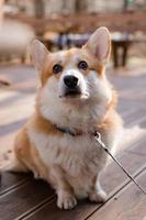 carino corgi cane su un' camminare nel autunno nel un' caffè negozio su il veranda potabile caffè. cane amichevole bar. alto qualità foto