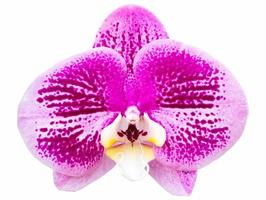 fiore di orchidea phalaenopsis viola isolato su bianco con tracciato di ritaglio foto