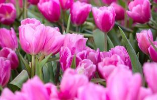 rosa tulipano fiore i campi fioritura nel il giardino foto