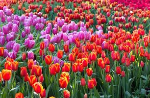 colorato tulipano fiore i campi fioritura nel il giardino