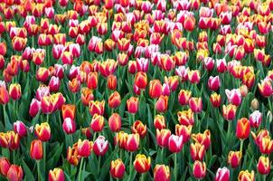 colorato tulipano fiore i campi fioritura nel il giardino foto