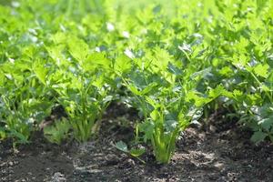 sedano foglia verdura azienda agricola suolo verdura giardino, biologico primavera cipolla verdura giardinaggio con fresco verdura sedano foglia piantare , nel il serra giardino eco amichevole giardinaggio natura pianta foto