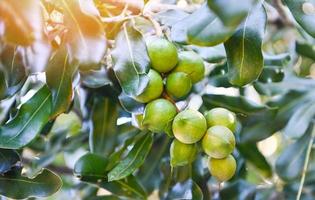 macadamia noccioline su macadamia albero pianta, fresco naturale crudo macadamia noccioline nel giardino, piantare macadamia Noce frutta in attesa per il raccogliere semi foto