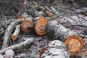 molti tagliare alberi nel il foresta per legna da ardere foto