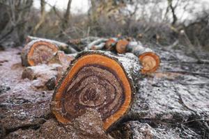 molti tagliare alberi nel il foresta per legna da ardere foto